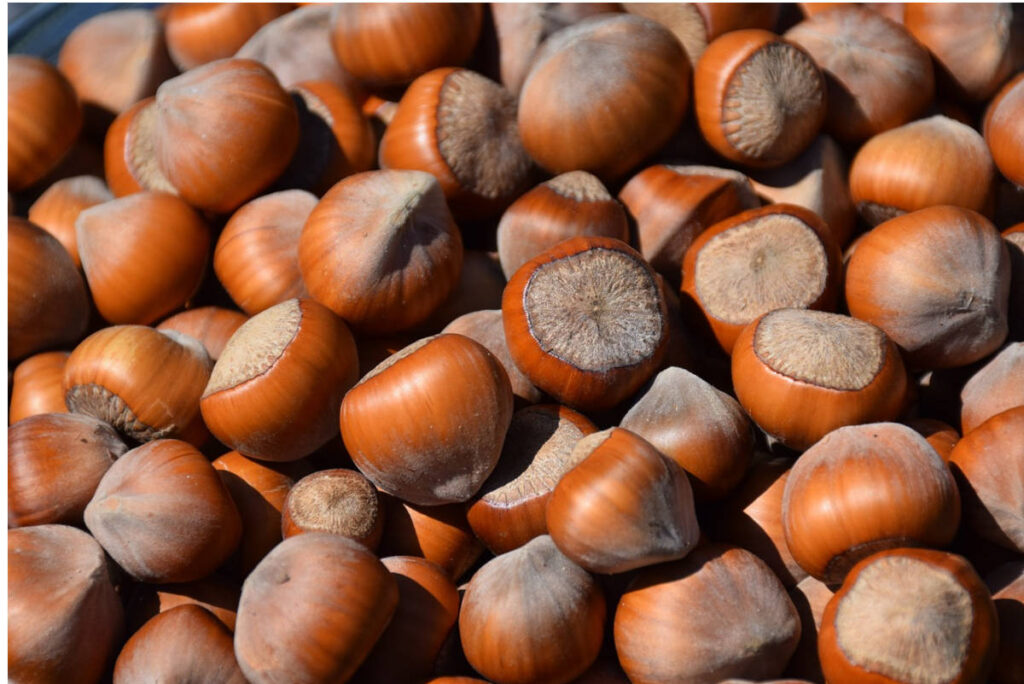 A bowl of freshly picked hazelnuts.